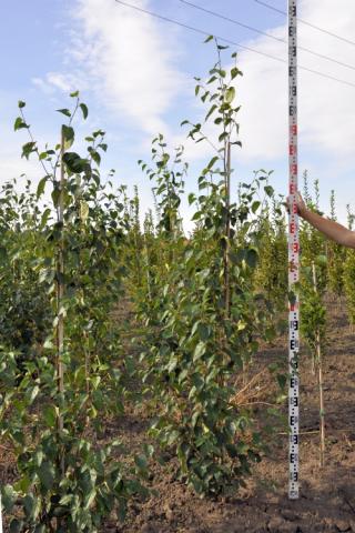 Betula utilis var. 'jacquemontii'